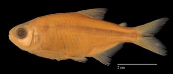 Media type: image;   Ichthyology 36027 Aspect: lateral